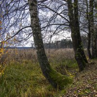 Б/Н :: Николай 