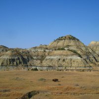 Одинокий бизон. :: unix (Илья Утропов)