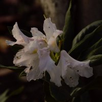 Молоденький цветущий побег Рододендрона. :: Юрий Полторыхин.