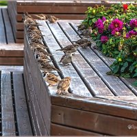 Про сентябрь... :: Aquarius - Сергей