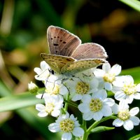 опять про бабочек...46 :: Александр Прокудин