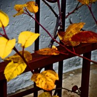 Осень 52 :: Алексей Кузнецов