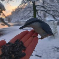 Поползень :: Сапсан 