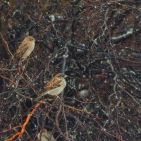 Воробьи в шоке. :: Татьяна Помогалова Воробьи в шоке. :: Татьяна Помогалова