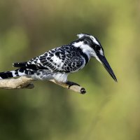 Малый пегий зимородок. :: Alexander Amromin