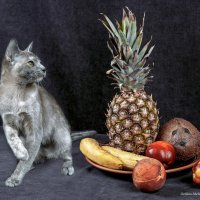 Для кошек недопустим вегетарианский рацион! :: Светлана Ищенко