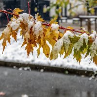 Первый снег :: Валерий Иванович Первый снег :: Валерий Иванович
