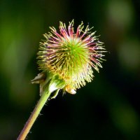 На лугу цветочек рос... :: nadyasilyuk Вознюк