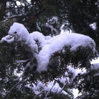 Чудо-юдо на туе :: Людмила Смородинская