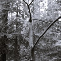 Фотография :: Денис Безногов