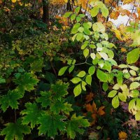 Картинки осени :: Рита Симонова