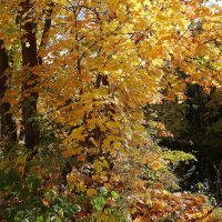 Картинки осени :: Рита Симонова