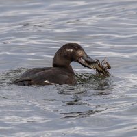 турпан :: юрий макаров