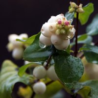 *** :: Владимир Безбородов