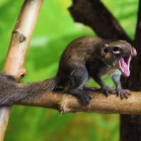 МОЙ ЗООПАРК - Карликовая МАРА РРрр :: Владимир Максимов