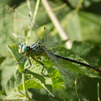 Дедка желтоногий :: Константин Штарк