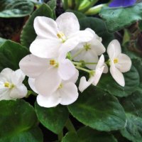 Фиалка :: Елена Семигина Фиалка :: Елена Семигина