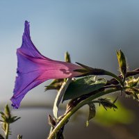 Ипомея :: Игорь Сикорский Ипомея :: Игорь Сикорский