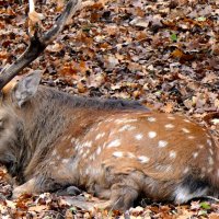 Осень-Олень с золотыми рогами ходит весь день у реки - за стогами. :: "The Natural World" Александер