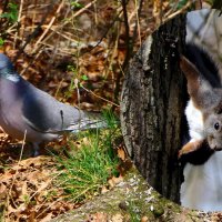 -Белка, Белка, ты куда? -У меня сейчас страда. Нужно мне набрать орехов Без ошибок и огрехов. Отнесу :: "The Natural World" Александер