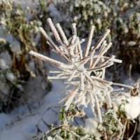 Бодрое утро :: Ольга Бодрое утро :: Ольга