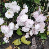 ,,, :: Сергей Тимоновский