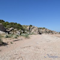 Природа Крыма :: Amazing Cosmea