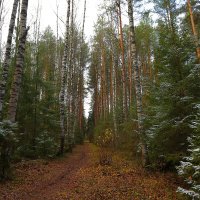 в ожидании снега :: Владимир иванов