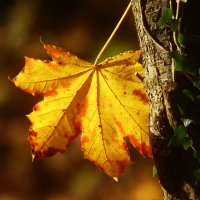 Привет!  Я осень :: Юрий. Шмаков