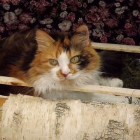 В деревне! :: Нина Андронова