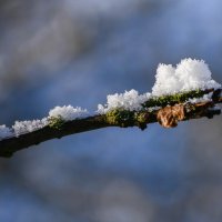 **** :: Анатолий Портнов **** :: Анатолий Портнов