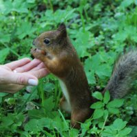 попрошайка :: Любовь ***