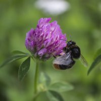 Шмель. :: Александр 