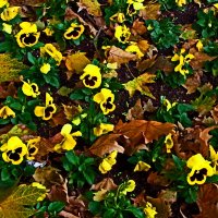 Осень 60 :: Алексей Кузнецов