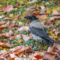 Сыр потеряла :: Игорь Протасов