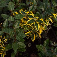 Вновь эти листочки! :: Юрий Полторыхин.