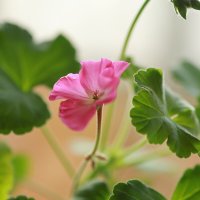 Домашние цветы :: Александр Ш