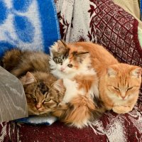 Папа, мама, я, счастливая семья :: Вадим 