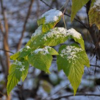 Первый снежок :: Татьяна Машошина Первый снежок :: Татьяна Машошина