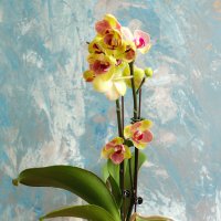 Моя коллекция орхидей :: Irene Irene Моя коллекция орхидей :: Irene Irene