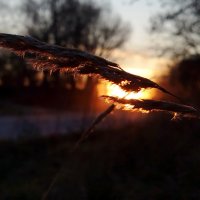 Закат :: светлана льдокова