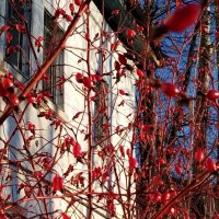 Старый дом и шиповник :: светлана льдокова