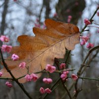 Репортаж из осени ...1 :: александр донченко