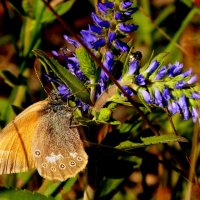 опять про бабочек...53 :: Александр Прокудин