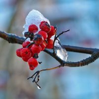 15 ноября :: Светлана 