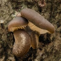 вешенка осенняя 1 ноября 25 г. :: Va-Dim ... вешенка осенняя 1 ноября 25 г. :: Va-Dim ...