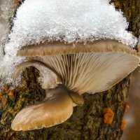 вешенка осенняя 15,11,25 :: Va-Dim ... вешенка осенняя 15,11,25 :: Va-Dim ...