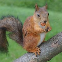 ...и  орешки всё грызёт :: Ольга 