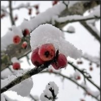 Яблоки "под шубой" :: Ольга Довженко Яблоки "под шубой" :: Ольга Довженко