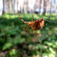 Канатная дорога. :: nadyasilyuk Вознюк Канатная дорога. :: nadyasilyuk Вознюк